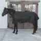 Kentucky Transport combo cooler fleecedeken